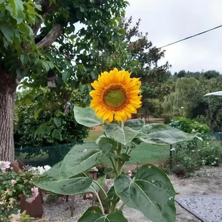 Bed & Breakfast Casa Girasol
